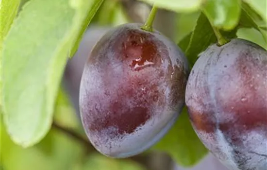 \'Imperial\' Prunus domestica