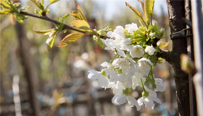 Blüte in der Baumschule.jpg