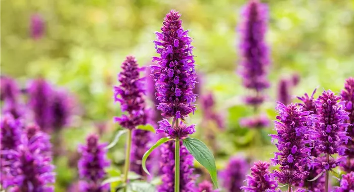 Agastache rugosa 'Blue Boa'