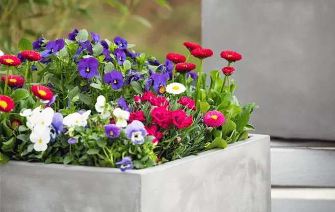 Frühlingsblumenmix im Betonkübel