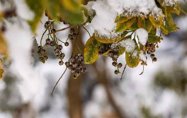 Fruchtstände im Schnee